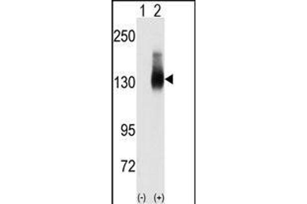 JAG2 anticorps  (C-Term)