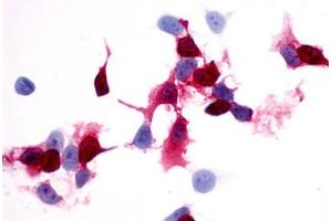 Image no. 1 for anti-Prostaglandin E Receptor 4 (Subtype EP4) (PTGER4) (Extracellular Domain) antibody (ABIN1049257)