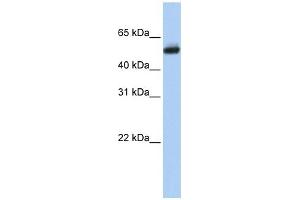 CYP4B1 antibody used at 1 ug/ml to detect target protein. (CYP4B1 anticorps  (N-Term))
