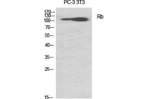 Western Blot (WB) analysis of specific cells using Rb Polyclonal Antibody. (Retinoblastoma 1 anticorps  (Thr676))