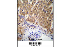 MUC15 Antibody immunohistochemistry analysis in formalin fixed and paraffin embedded human liver tissue followed by peroxidase conjugation of the secondary antibody and DAB staining. (MUC15 anticorps  (C-Term))