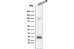Western Blot Analysis of COLO38 cell lysate using Melan-A MAb (M2-9E3).