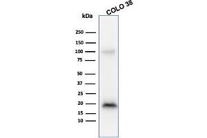 Western Blot Analysis of COLO38 cell lysate using Melan-A MAb (M2-9E3). (MLANA anticorps)