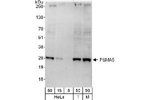 Western Blotting (WB) image for anti-Proteasome Subunit alpha 5 (PSMA5) (AA 100-150) antibody (ABIN7454554)