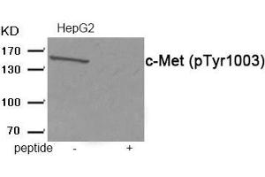 Western blot analysis of extracts from HepG2 tissue using c-Met (Phospho-Tyr1003) antibody. (c-MET anticorps  (pTyr1003))