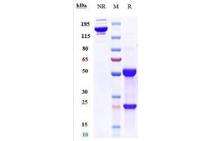 Anti-IL-3Ra / CD123 Reference Antibody (SGN-CD123A) on SDS-PAGE under reducing (R) condition.