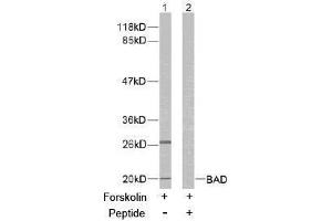 Image no. 2 for anti-BCL2-Associated Agonist of Cell Death (BAD) (Ser136) antibody (ABIN197210) (BAD anticorps  (Ser136))
