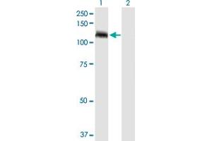 Western Blot analysis of TUBGCP5 expression in transfected 293T cell line by TUBGCP5 MaxPab polyclonal antibody. (TUBGCP5 anticorps  (AA 1-1024))