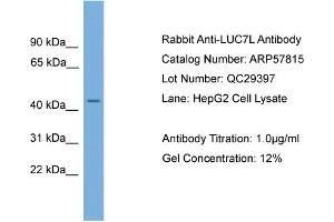 WB Suggested Anti-LUC7L  Antibody Titration: 0.