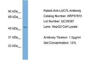 WB Suggested Anti-LUC7L  Antibody Titration: 0. (LUC7L anticorps  (N-Term))