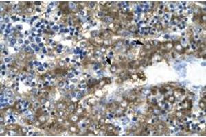 Immunohistochemical staining (Formalin-fixed paraffin-embedded sections) of human liver with GATA2 polyclonal antibody  at 4-8 ug/mL working concentration. (GATA2 anticorps  (N-Term))
