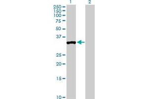 Western Blot analysis of PPP1R3C expression in transfected 293T cell line by PPP1R3C MaxPab polyclonal antibody. (PPP1R3C anticorps  (AA 1-317))