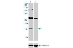 Western blot analysis of ID2 over-expressed 293 cell line, cotransfected with ID2 Validated Chimera RNAi (Lane 2) or non-transfected control (Lane 1). (Id2 anticorps  (AA 1-134))