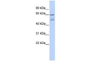 ZNF415 antibody used at 5 ug/ml to detect target protein. (ZNF415 anticorps  (N-Term))
