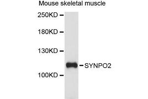 Western blot analysis of extracts of mouse skeletal muscle, using SYNPO2 antibody (ABIN6293756) at 1:3000 dilution.