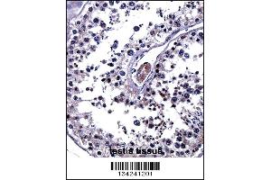 IL25 Antibody immunohistochemistry analysis in formalin fixed and paraffin embedded human testis tissue followed by peroxidase conjugation of the secondary antibody and DAB staining.