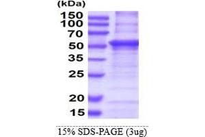 SDS-PAGE (SDS) image for Hemopexin (HPX) (AA 24-462) protein (His tag) (ABIN5853547)
