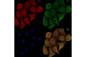 ABIN6257828 and ABIN6275878 staining Hela cells by IF/ICC. (CD300LG anticorps  (Internal Region))