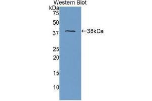 Western Blotting (WB) image for anti-Apolipoprotein H (Beta-2-Glycoprotein I) (APOH) (AA 22-345) antibody (ABIN1077828) (APOH anticorps  (AA 22-345))