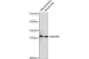 Western blot analysis of extracts of various cell lines, using NEC Rabbit pAb (ABIN7268838) at 1:1000 dilution. (NECAP2 anticorps  (AA 194-263))