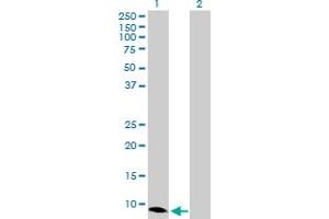 Western Blot analysis of CXCL10 expression in transfected 293T cell line by CXCL10 MaxPab polyclonal antibody. (CXCL10 anticorps  (AA 1-98))
