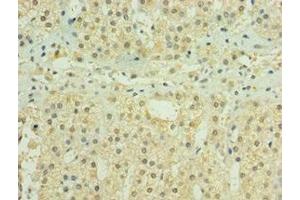 Immunohistochemistry of paraffin-embedded human adrenal gland tissue using ABIN7155979 at dilution of 1:100
