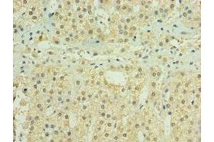 Immunohistochemistry of paraffin-embedded human adrenal gland tissue using ABIN7155979 at dilution of 1:100 (HYLS1 anticorps  (AA 70-299))