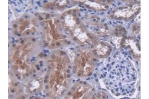 IHC-P analysis of Human Kidney Tissue, with DAB staining. (MUTYH anticorps  (AA 351-544))