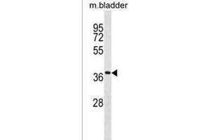 Mouse Tmem158 Antibody (Center) (ABIN1881888 and ABIN2838376) western blot analysis in mouse bladder tissue lysates (35 μg/lane). (TMEM158 anticorps  (AA 179-206))