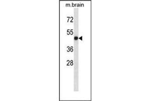 Western blot analysis of LTBR Antibody (N-term) in mouse brain tissue lysates (35ug/lane). (LTBR anticorps  (N-Term))