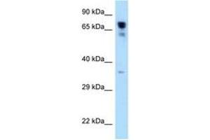 Image no. 1 for anti-Arginyl-tRNA Synthetase (RARS) (C-Term) antibody (ABIN6748012) (RARS anticorps  (C-Term))