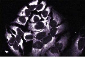 Immunofluorescent staining of HeLa cells with anti-HAX-1 antibody.