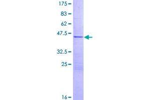 Image no. 1 for NEDD4 Binding Protein 2-Like 1 (N4BP2L1) (AA 1-173) protein (GST tag) (ABIN1311887)