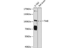 Western blot analysis of extracts of various cell lines, using TrkB Antibody (ABIN6128381, ABIN6144905, ABIN6144907 and ABIN6215569) at 1:3000 dilution. (TRKB anticorps  (AA 41-433))