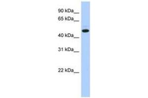 Image no. 1 for anti-Chromosome 5 Open Reading Frame 36 (C5orf36) (AA 71-120) antibody (ABIN6743860) (C5orf36 anticorps  (AA 71-120))