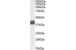 Western Blotting (WB) image for anti-F-Box Protein 32 (FBXO32) (Internal Region) antibody (ABIN2464201) (FBXO32 anticorps  (Internal Region))