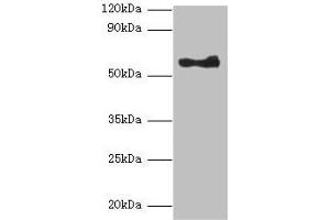 Western blot All lanes: ANGPT1 antibody at 2 μg/mL + A549 whole cell lysate Secondary Goat polyclonal to rabbit lgG at 1/10000 dilution Predicted bands size: 58 kDa Observed bands size: 58 kDa (Angiopoietin 1 anticorps  (AA 16-498))