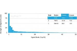 Analysis of Protein Array containing more than 19,000 full-length human proteins using CD20 Mouse Recombinant Monoclonal Antibody (MS4A1/3409).