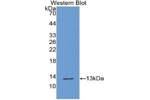Western blot analysis of the recombinant protein. (XCL1 anticorps  (AA 26-111))