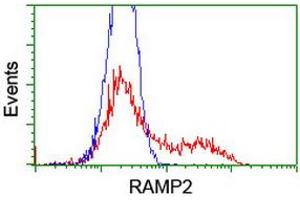 HEK293T cells transfected with either RC206531 overexpress plasmid (Red) or empty vector control plasmid (Blue) were immunostained by anti-RAMP2 antibody (ABIN2455630), and then analyzed by flow cytometry. (RAMP2 anticorps)