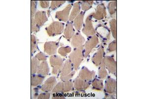 CS2 Antibody (C-term) (ABIN657066 and ABIN2846230) immunohistochemistry analysis in formalin fixed and raffin embedded human skeletal muscle followed by peroxidase conjugation of the secondary antibody and DAB staining. (PACS2 anticorps  (C-Term))