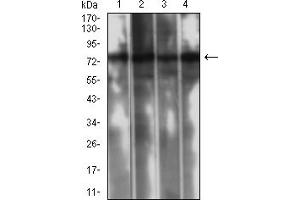 Western blot analysis using CAPN1 mouse mAb against Jurkat (1), K562 (2), MCF-7 (3), and PC-3 (4) cell lysate.