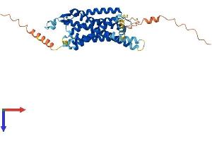 AlphaFold protein structure predicition of Human Recombinant NPY1R Protein, UniprotID P25929