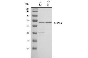 Western blot analysis of MANSC1 using anti-MANSC1 antibody (ABIN7600615).