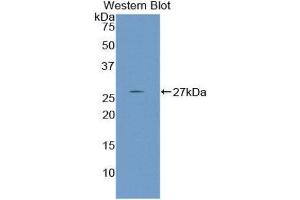 Western Blotting (WB) image for anti-Nephronectin (NPNT) (AA 49-255) antibody (ABIN1860043) (Nephronectin anticorps  (AA 49-255))