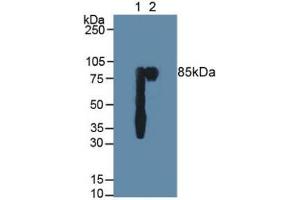 Western blot analysis of (1) Human Saliva and (2) Human Milk. (PIGR anticorps  (AA 19-120))