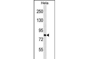 ZN Antibody (Center) (ABIN1538066 and ABIN2848974) western blot analysis in Hela cell line lysates (35 μg/lane). (ZNF131 anticorps  (AA 205-233))