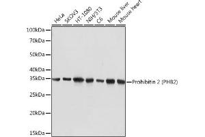 Western blot analysis of extracts of various cell lines, using Prohibitin 2 (Prohibitin 2 (PHB2)) Rabbit mAb (ABIN7269545) at 1:5000 dilution. (Prohibitin 2 anticorps)