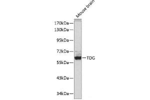 Western blot analysis of extracts of Mouse brain using TDG Polyclonal Antibody. (TDG anticorps)