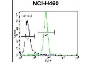 NGFB Antibody (Center) (ABIN392194 and ABIN2841899) flow cytometric analysis of NCI- cells (right histogram) compared to a negative control cell (left histogram). (NGFB anticorps  (AA 84-115))
